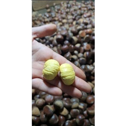 Combo 2kg hạt dẻ sống nguyên vỏ