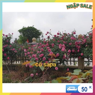 Cành chiết bụi hồng cổ sapa - Vattucaygiong