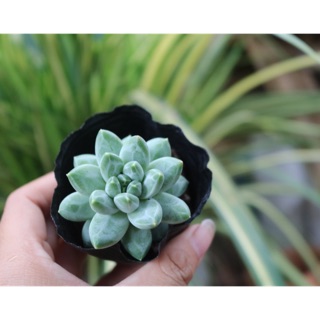 Sen đá kim cương 3-5cm