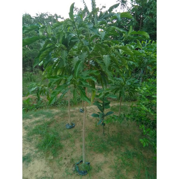 Cây nhàu lớn cao khoảng 1.5m