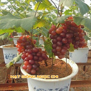 Hạt Giống Cây Nho Pháp - 10 Hạt