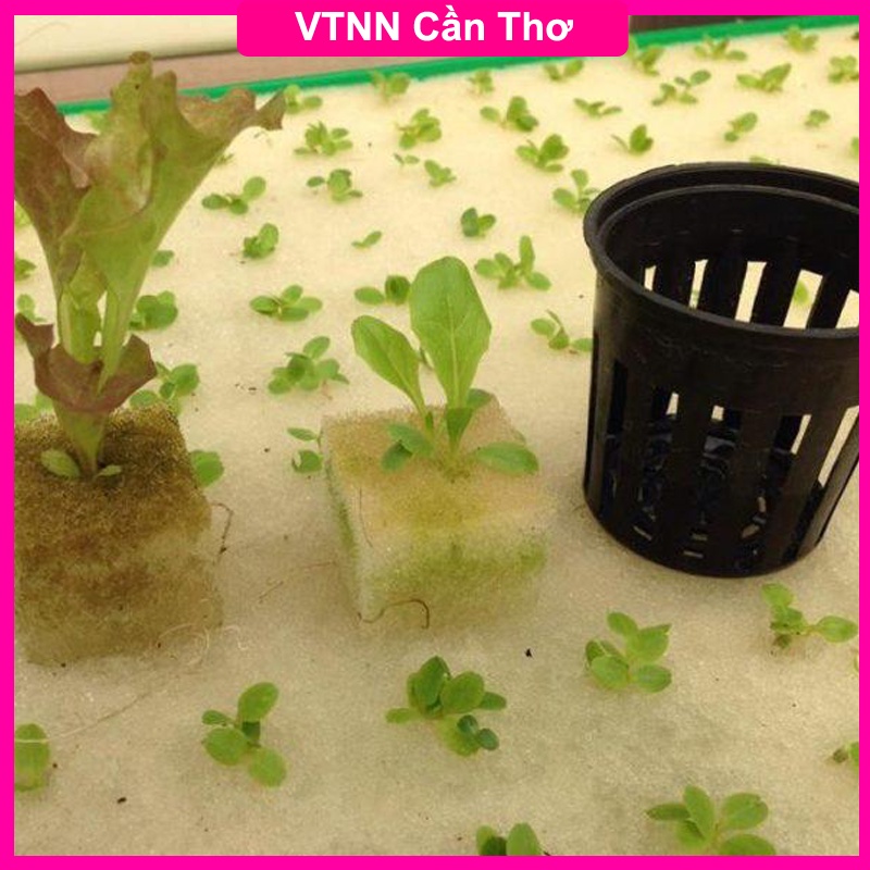 96 viên Mút xốp ươm hạt giống trồng rau thủy canh | Thủy Canh Cần Thơ