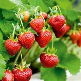 Phân bón hữu cơ cho cây ăn quả dâu tây, cà chua, chanh, ớt, quất, sung mỹ, lựu, nho, khế…