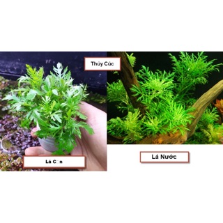 Cây Thuỷ Cúc Thuỷ Sinh (Cây Trung-Hậu Cảnh)