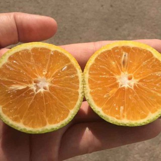 cây Cây quýt lùn Mỹ.. 6 tháng cây cho trái  - Cây Giống Nhập Khẩu