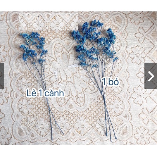 Hoa bi khô decor,  Hoa thật sấy khô tông màu pastel vintage trang trí nhà cửa