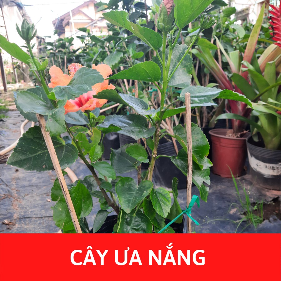 Cây hoa dâm bụt kém, bông to màu Radom, kích thước (45-60cm)