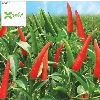 Hạt giống Ớt chỉ thiên F1