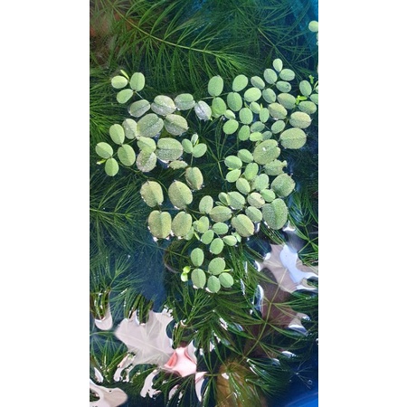 30 cây Bèo Tổ Ong