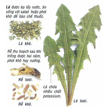 Lá Bồ Công Anh ( 1kg )