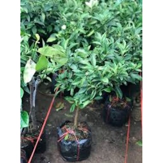 Cây Tắc thái trái dài (Quất thái, tắc mỹ, tắc vỏ ngọt)
