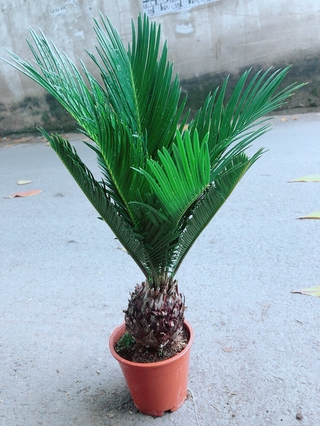 Cây Thiên Tuế
