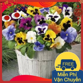 Combo 3 Gói Hạt Giống Hoa Pansy Mix