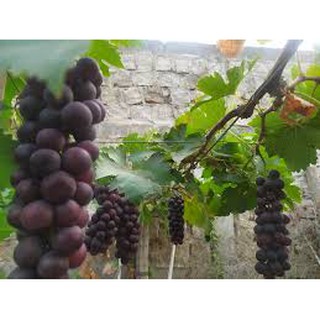 Cây giống Nho Hạ Đen