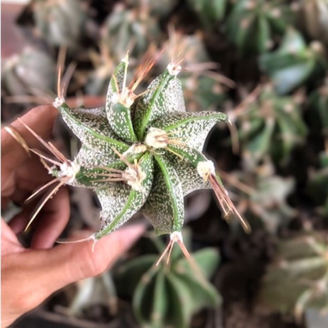 Xương rồng Râu dê