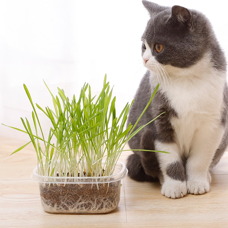 Hạt trồng cỏ mèo kèm hộp
