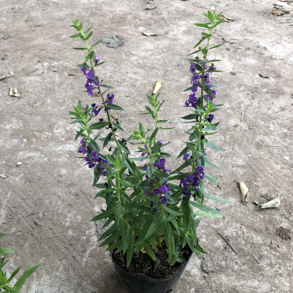 Cây hoa ngọc hân (violet nhật) cao 20cm hoa nở đẹp dễ trồng và chăm sóc lá xanh mướt thích hợp trồng trang trí sân vườn