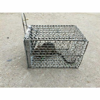 Bẫy chuột lồng ĐA SỸ, HÀ ĐÔNG