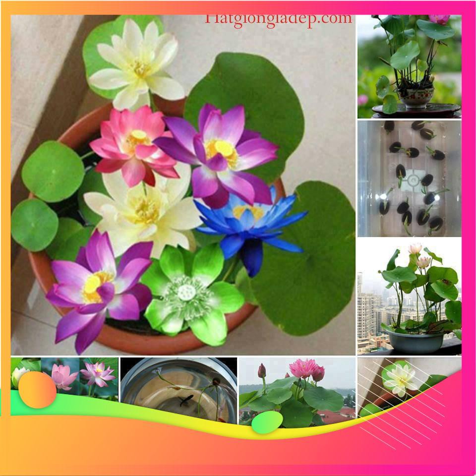 Hạt Giống Hoa Sen Nhật Mini-  VIETGAR