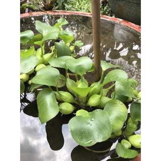 cây lục bình thủy sinh - bèo Tây - tiểu cảnh