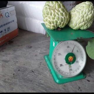 Cây giống na thái ( na xiêm )