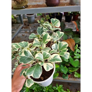 Cây bàn cẩm thạch - Ficus triangularis