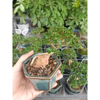 Sam hương mini ÔM TƯỢNG- ÔM ĐÁ