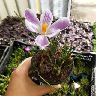 3 củ nghệ tây 3 màu [SHOP UY TÍN]