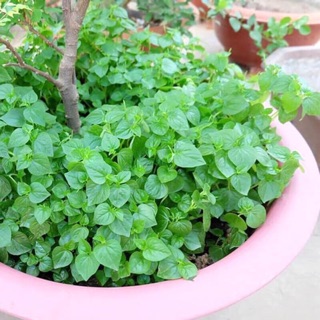 Cây giống rau Càng Cua Thái