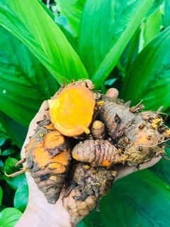 [FREESHIP 50K]TINH BỘT NGHỆ NGUYÊN CHẤT(1kg)