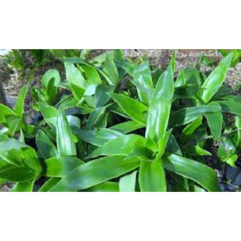 5 Cây lược vàng