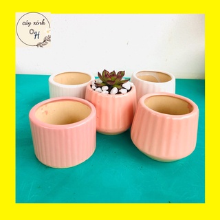 Chậu trồng sen đá -xương rồng -hoa nhỏ - chậu sứ trồng cây mini