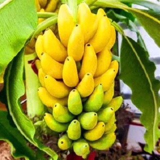cây chuối lùn cấy mô Thái Lan