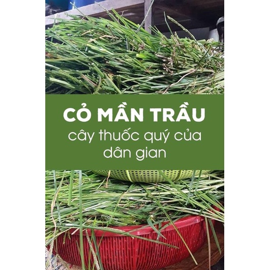 cỏ mần trầu tưoi