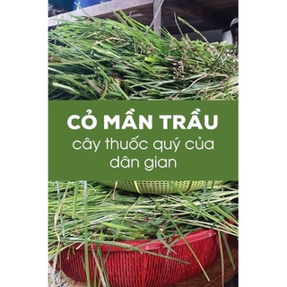 Cỏ mần trầu tưoi