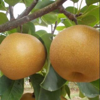 Cây giống lê nâu hàn quốc ( mắc cọp)