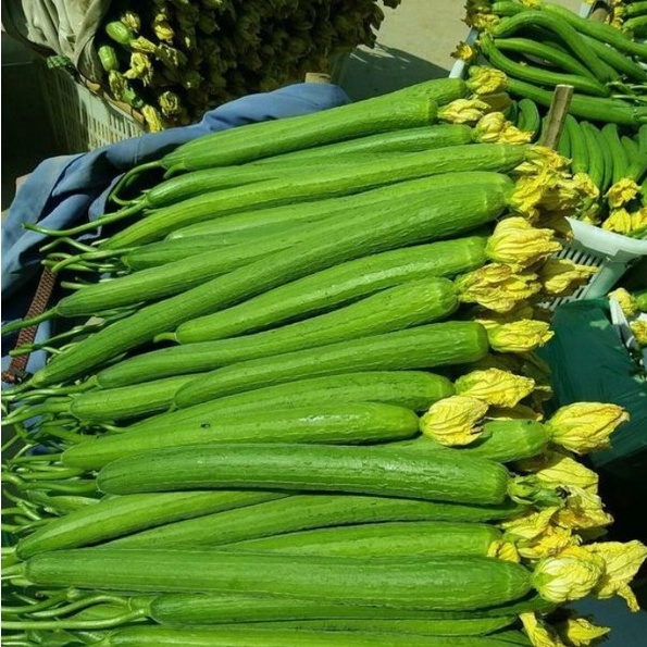 HẠT GIỐNG MƯỚP HƯƠNG CAO SẢN