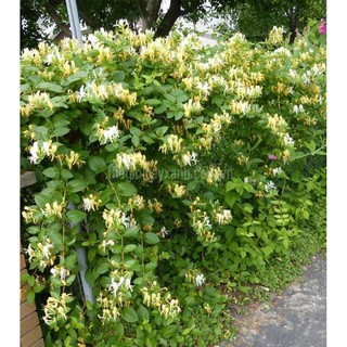 Cây Leo Kim Ngân Hoa Đổi Màu cao 1m2-1m3