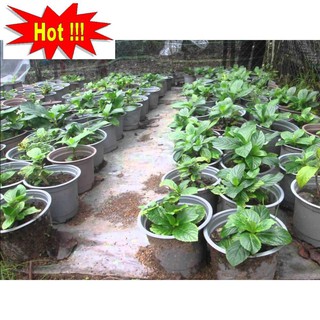 Hạt giống Cẩm tú cầu mix (10 hạt)