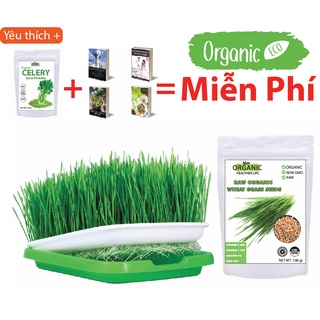 Hạt giống cỏ lúa mì hữu cơ + khay trồng+ quà 531k