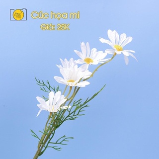 Hoa cúc họa mi trang trí cực đẹp
