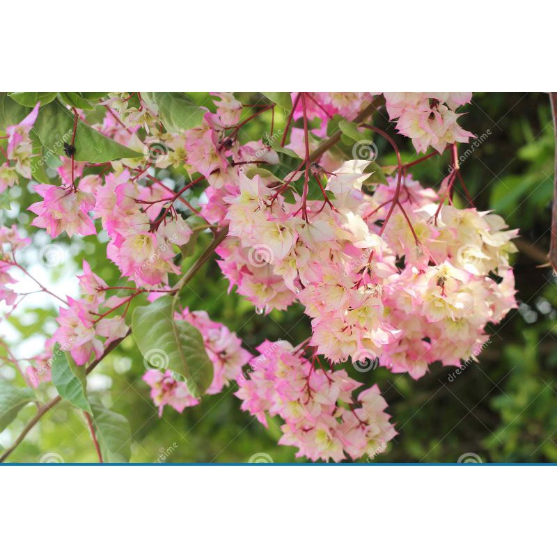 Hoa giấy Phớt hồng kép Cherry Blossom Bougainvillea