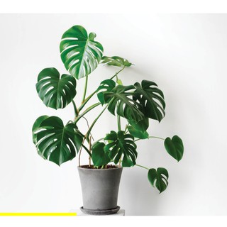 Cây giống trầu bà Nam Mỹ lá xẻ Monstera Deliciosa - cây phong thủy nội thất sân vườn-UtNho