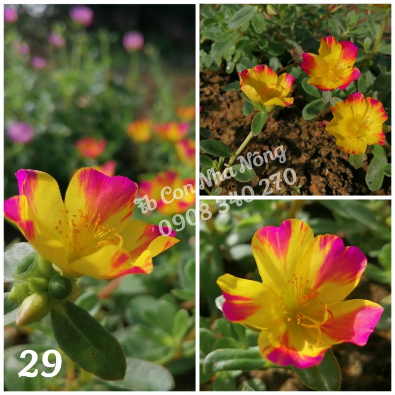 3 cành sam đơn vàng đỏ loang