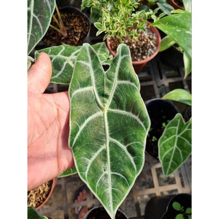 Alocasia watsonniana
