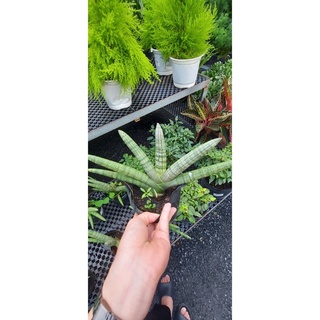 Cây ngà voi mini để bàn