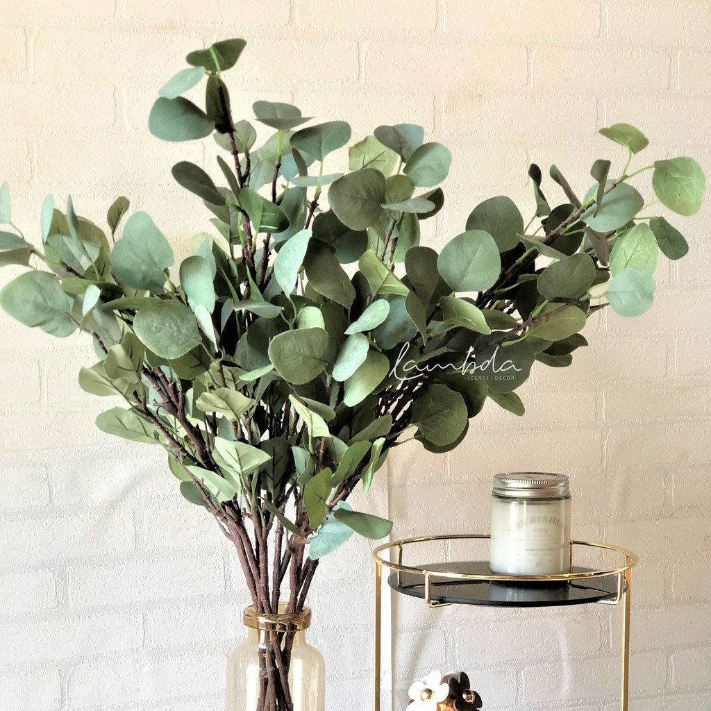 Cây Bạch Đàn Lụa - Eucalyptus Leave | Shopee Việt Nam