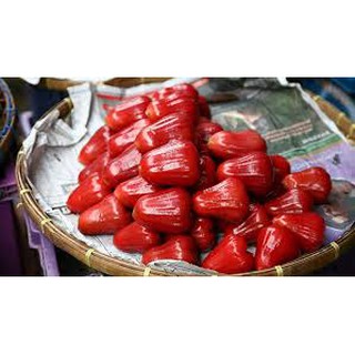 ROI ĐỎ THÁI KHÔNG HẠT