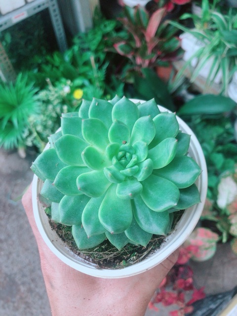 Sen Đá Bánh Bao Xanh