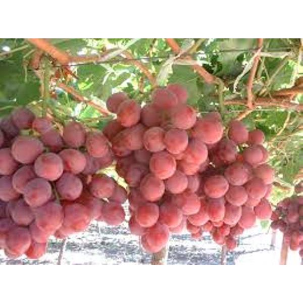hạt giống Nho Pháp